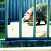 カバ