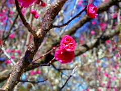 梅の花