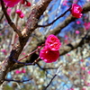 梅の花