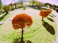 満点星～ドウダンツツジ～