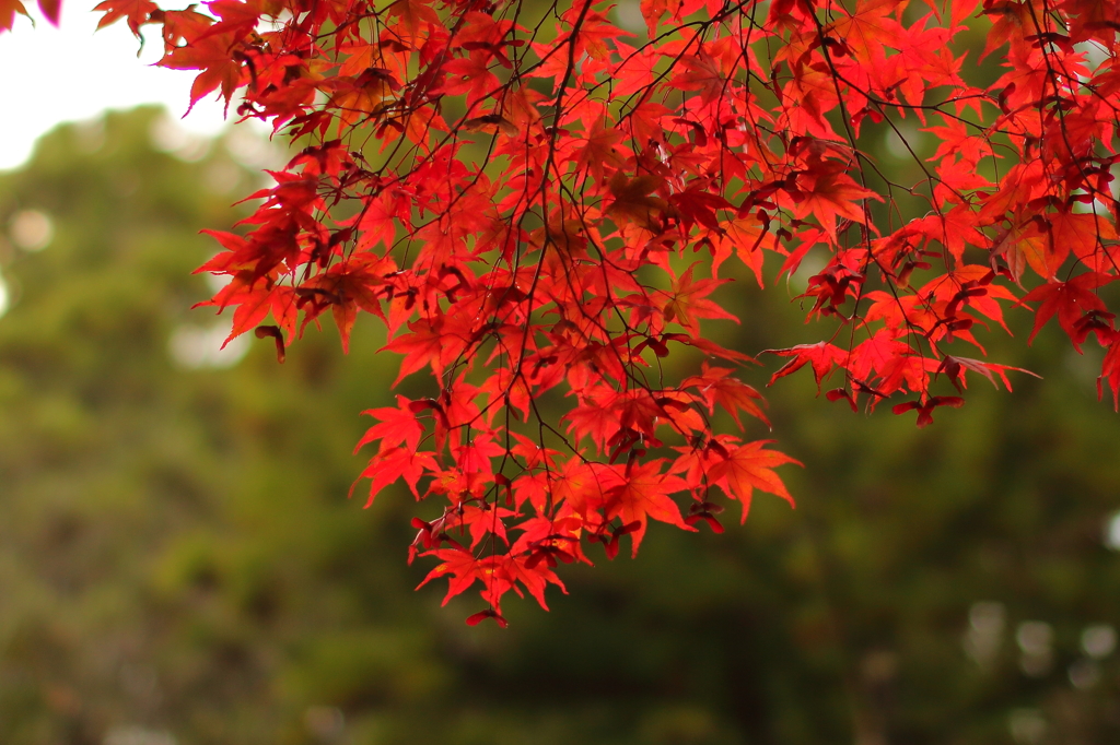 下から見たもみじ