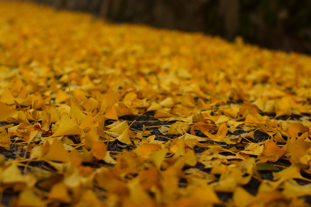 いちょうの葉っぱ