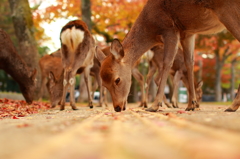 天高く馬肥ゆる秋