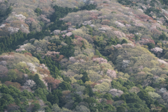 高峯の山桜３