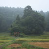 鎮守の杜