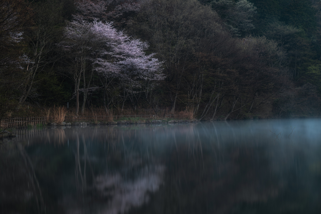 朝霧と桜②