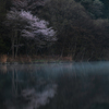 朝霧と桜②