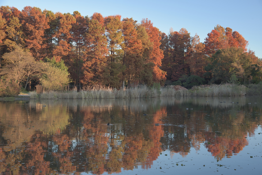 紅葉リフレクション（水元公園）