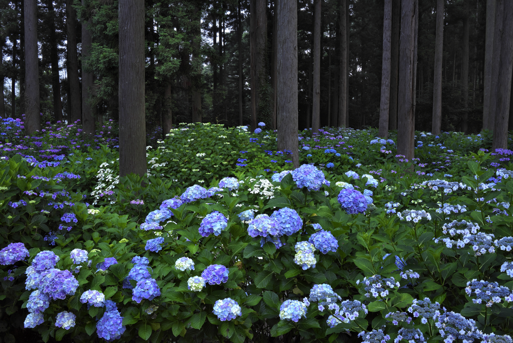 紫陽花