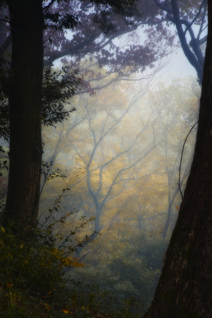 森林（霧）