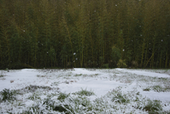 雪景色
