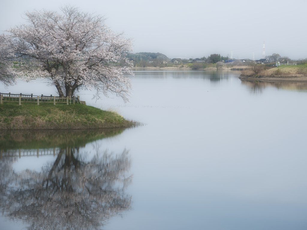 岡堰の桜