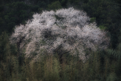 山桜