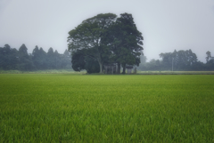 田園風景