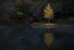 北山公園の銀杏