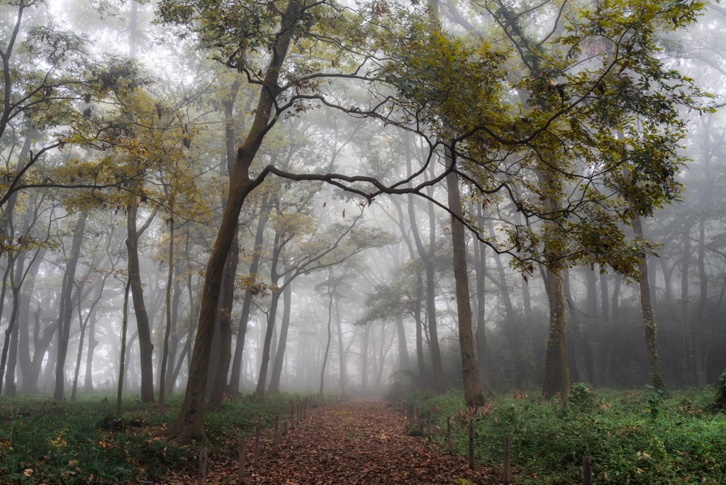 霧の森⑤
