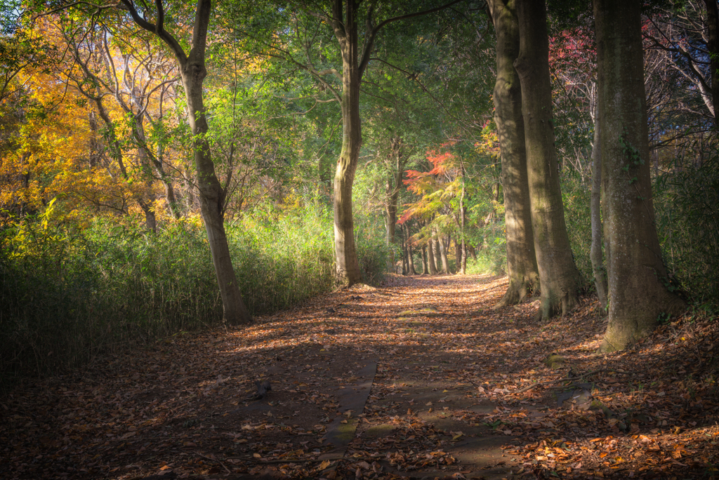 秋の散歩道②