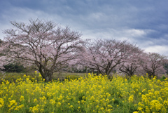 今井の桜