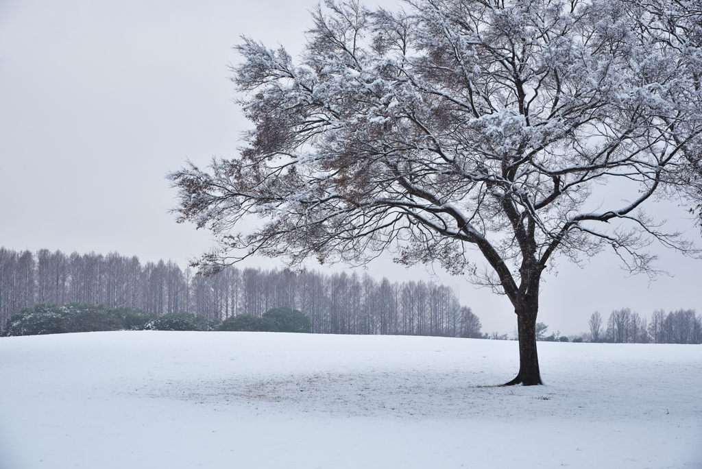雪景色４（水元公園）