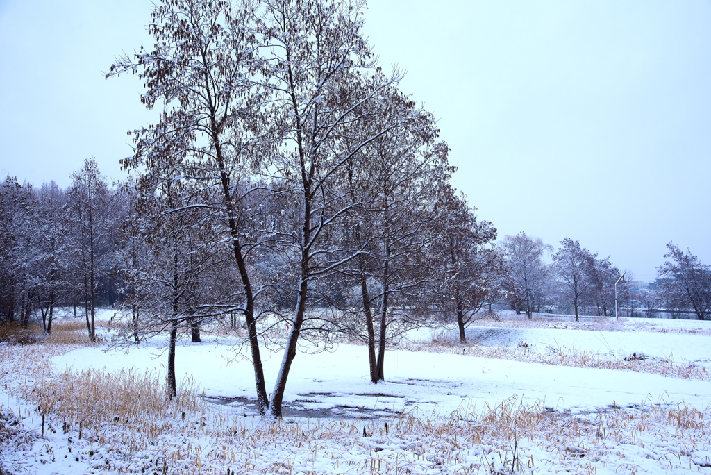雪景色２（水元公園）