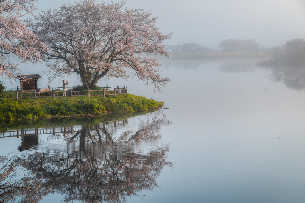 岡堰の桜②