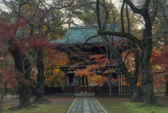 東漸寺の紅葉（千葉県松戸市）