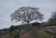 里山の桜