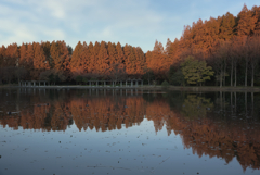 メタセコイア（水元公園）