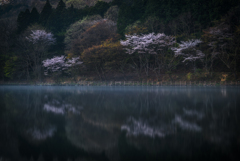 朝霧と桜①