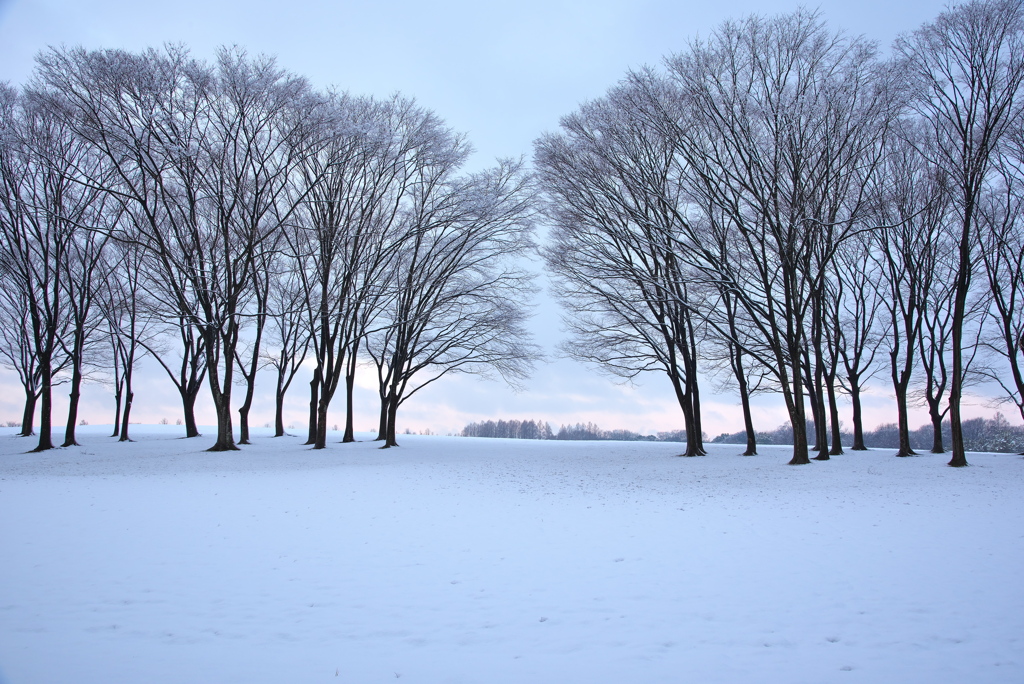 雪景色１（水元公園）