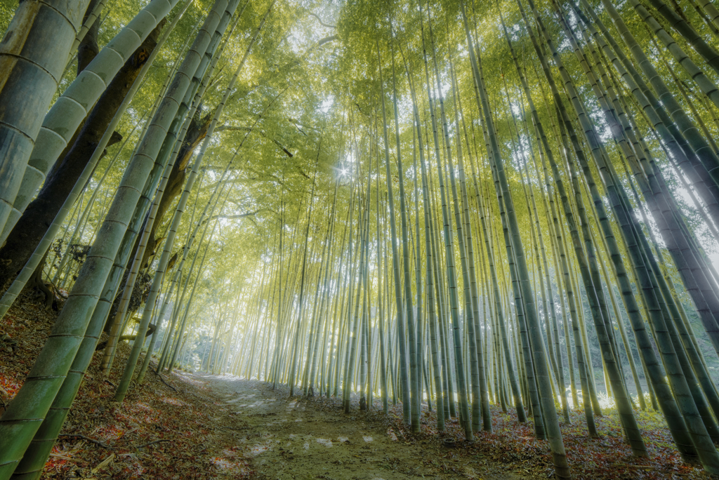 竹林