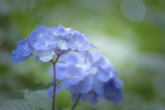 近所の紫陽花