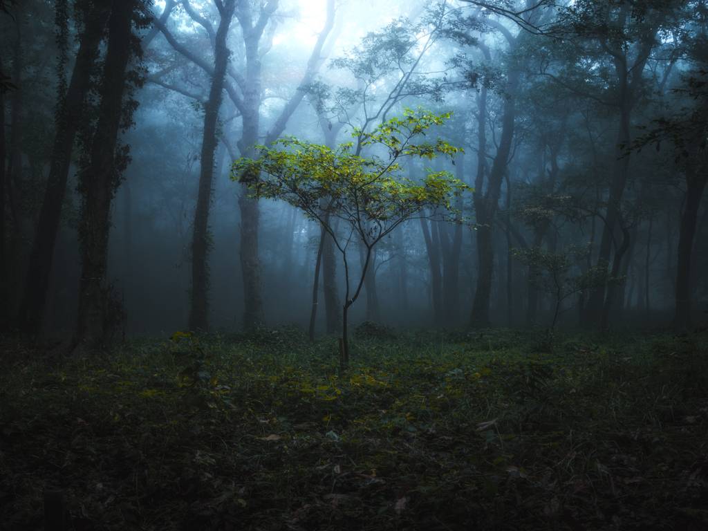 霧の森③