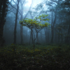 霧の森③