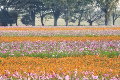 あけぼの山公園