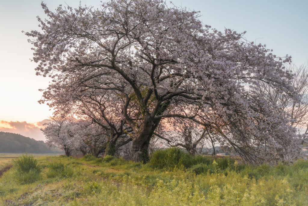 今井の桜