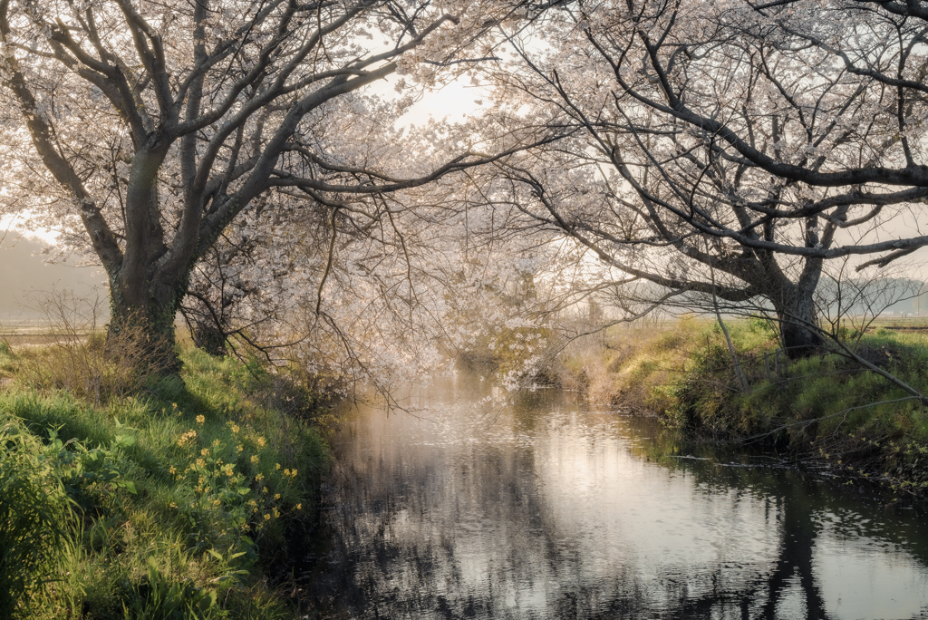 今井の桜３