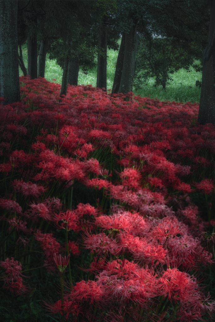 彼岸花２