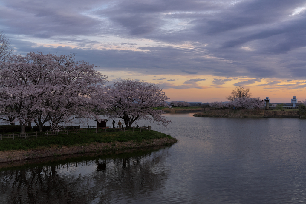 朝焼けと桜