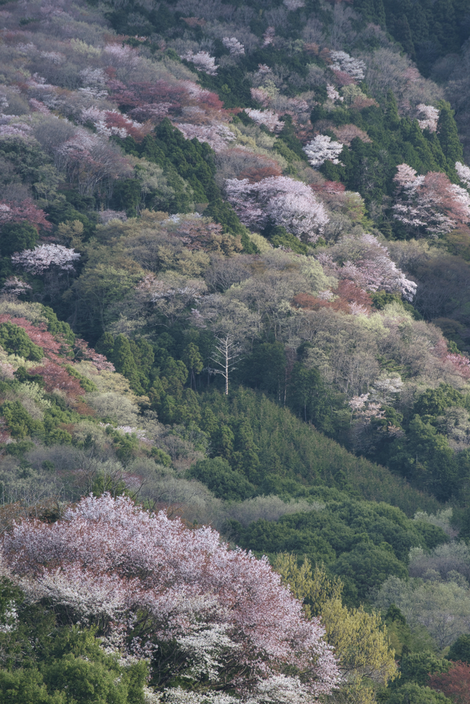高峯の山桜１