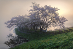 岡堰の桜