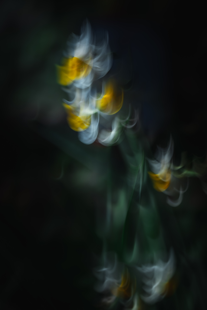 水仙（ICM）