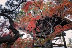 東漸寺紅葉2