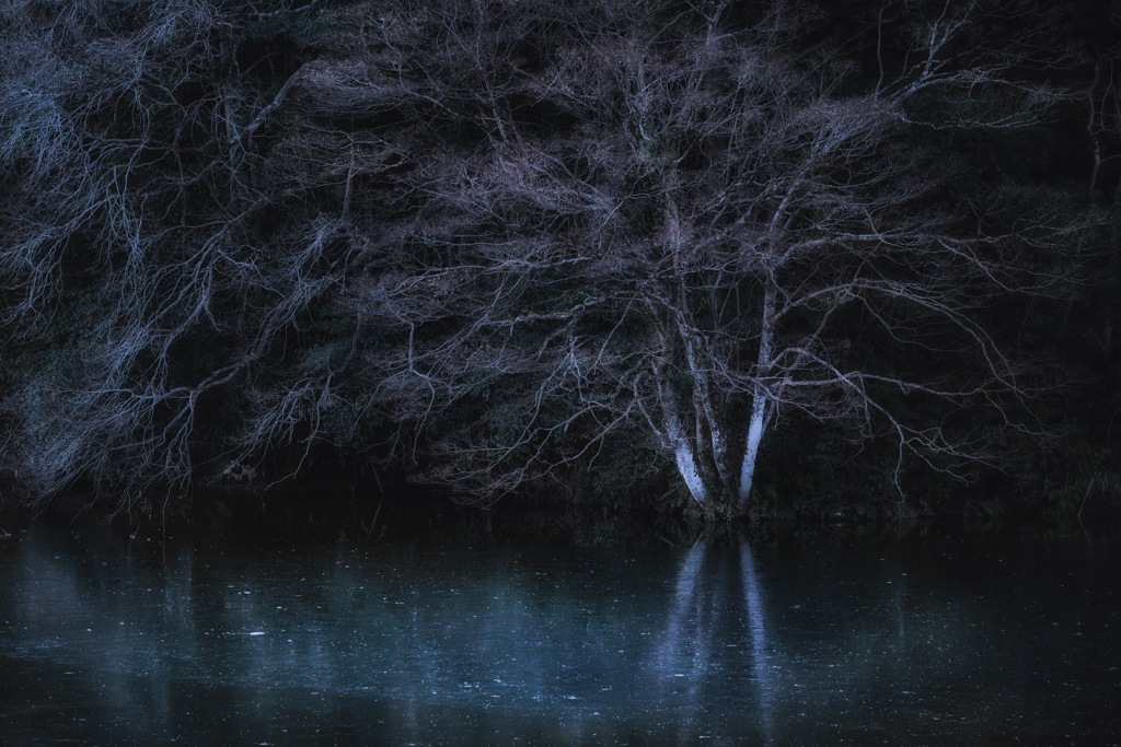 冬の池の木
