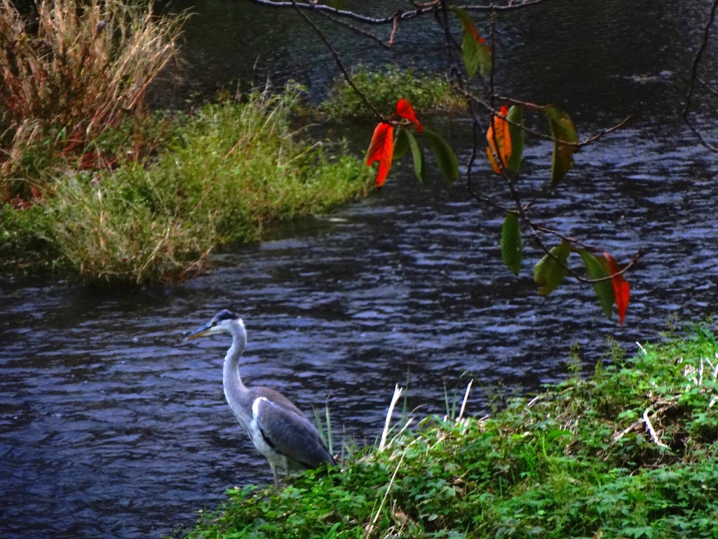 野川のアオサギ
