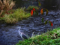 野川のアオサギ