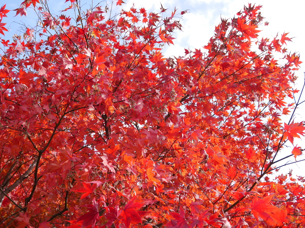 紅葉、甲山森林公園