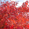 紅葉、甲山森林公園