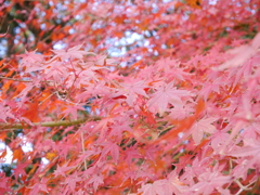 紅葉、甲山森林公園