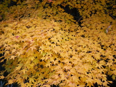 紅葉、甲山森林公園